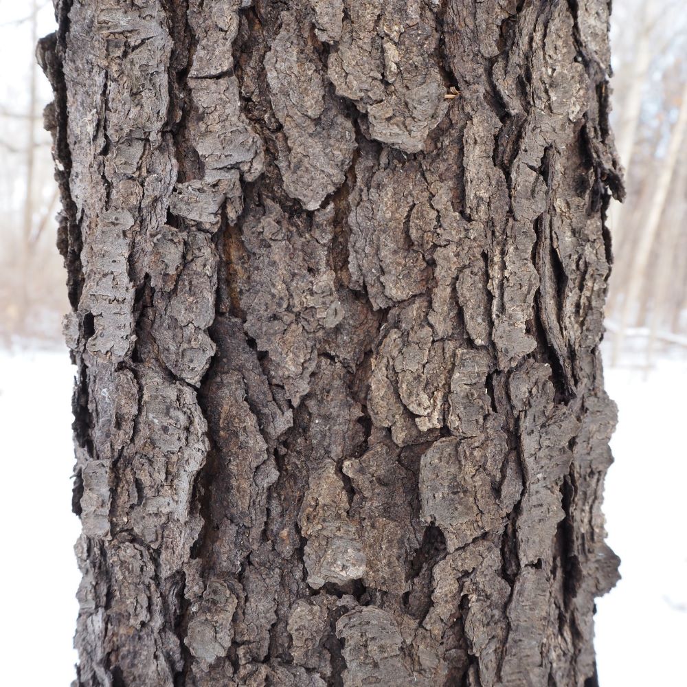 black cherry bark