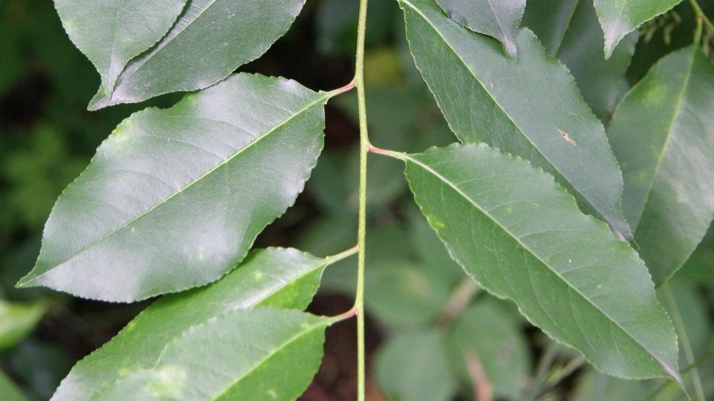 Black cherry leaves