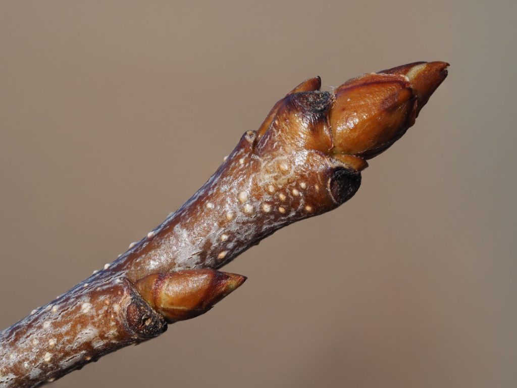 black cherry winter buds