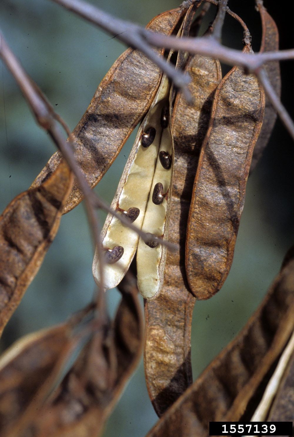black locust seed pods