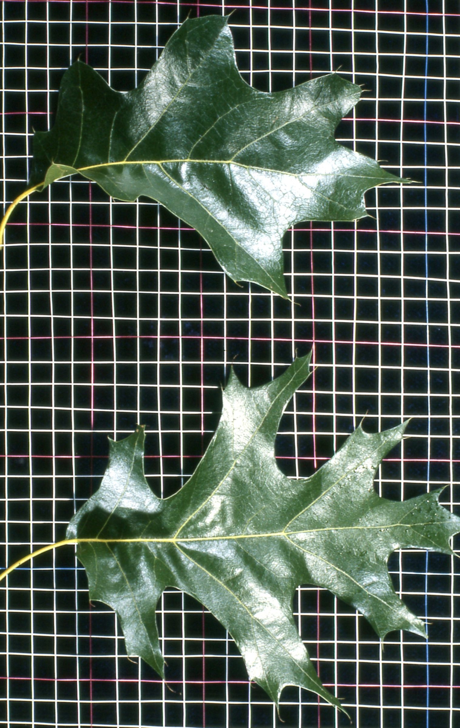 black oak leaves, one with deep sinuses and one with shallower sinuses