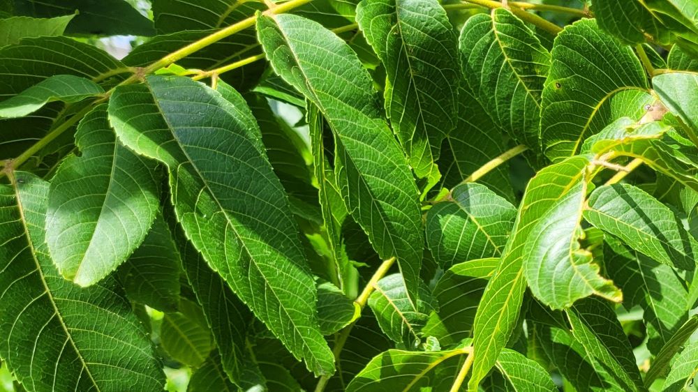 black walnut leaves