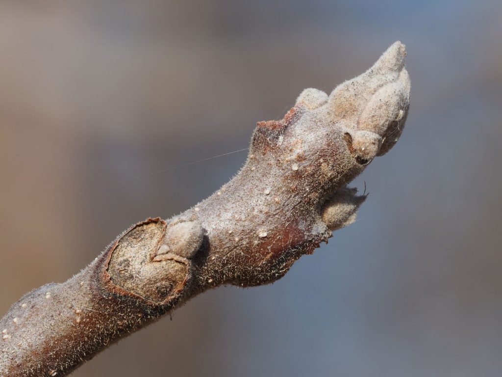 Black walnut winter buds