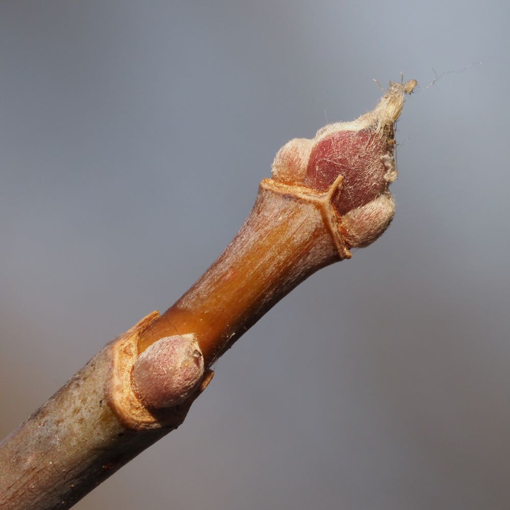 Box elder winter buds.