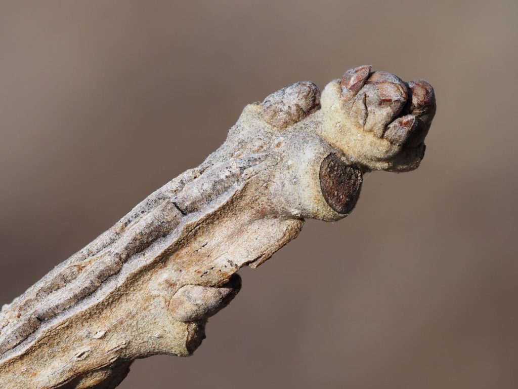 bur oak winter buds