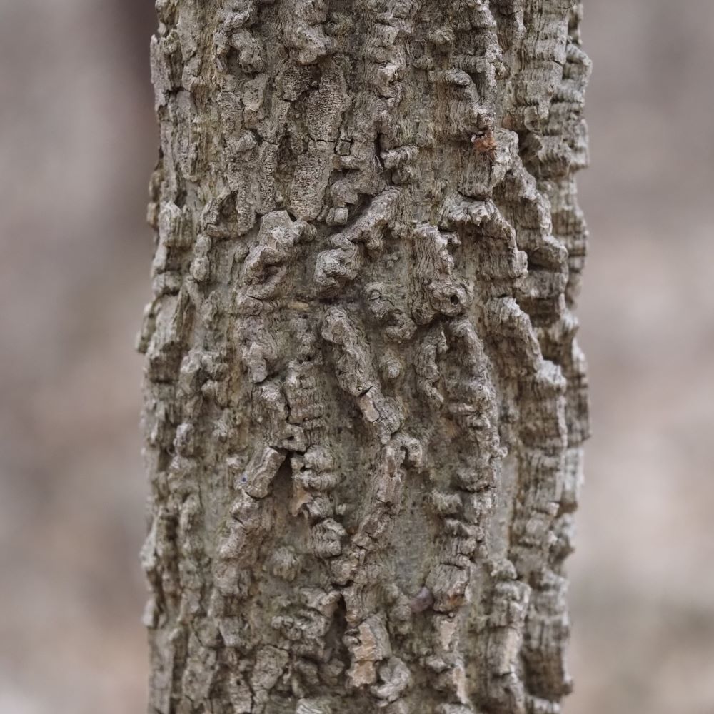 Common hackberry bark