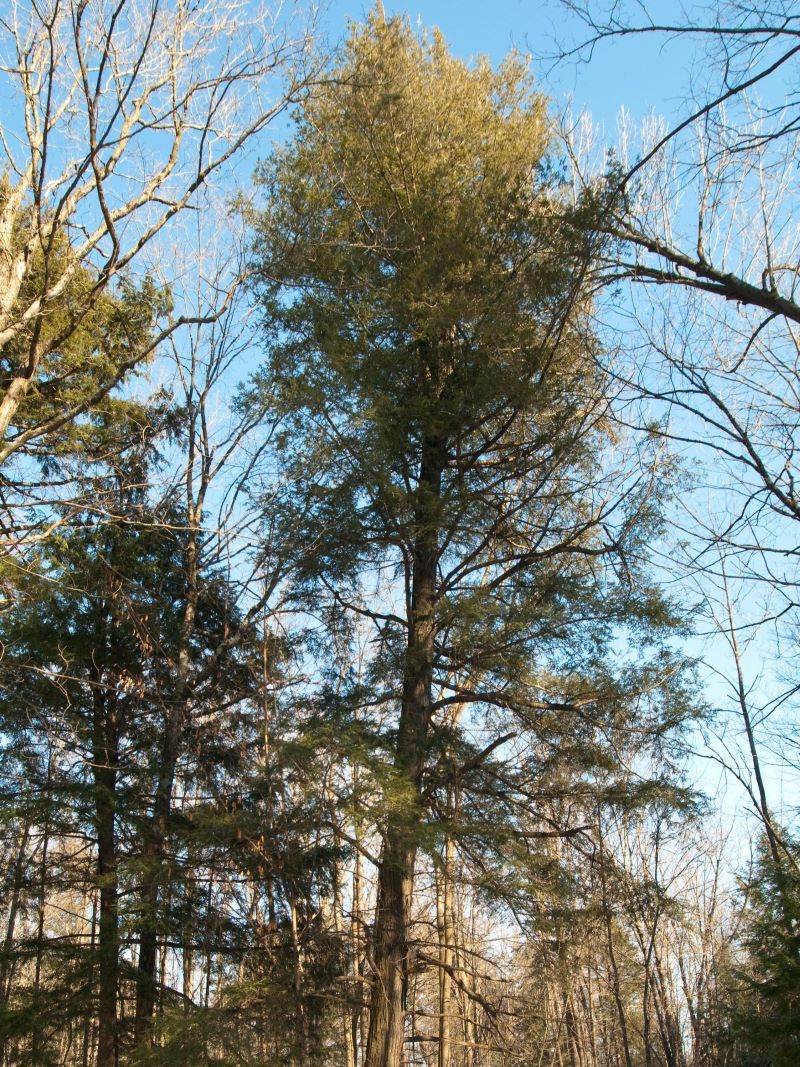 eastern hemlock tree with irregular shape