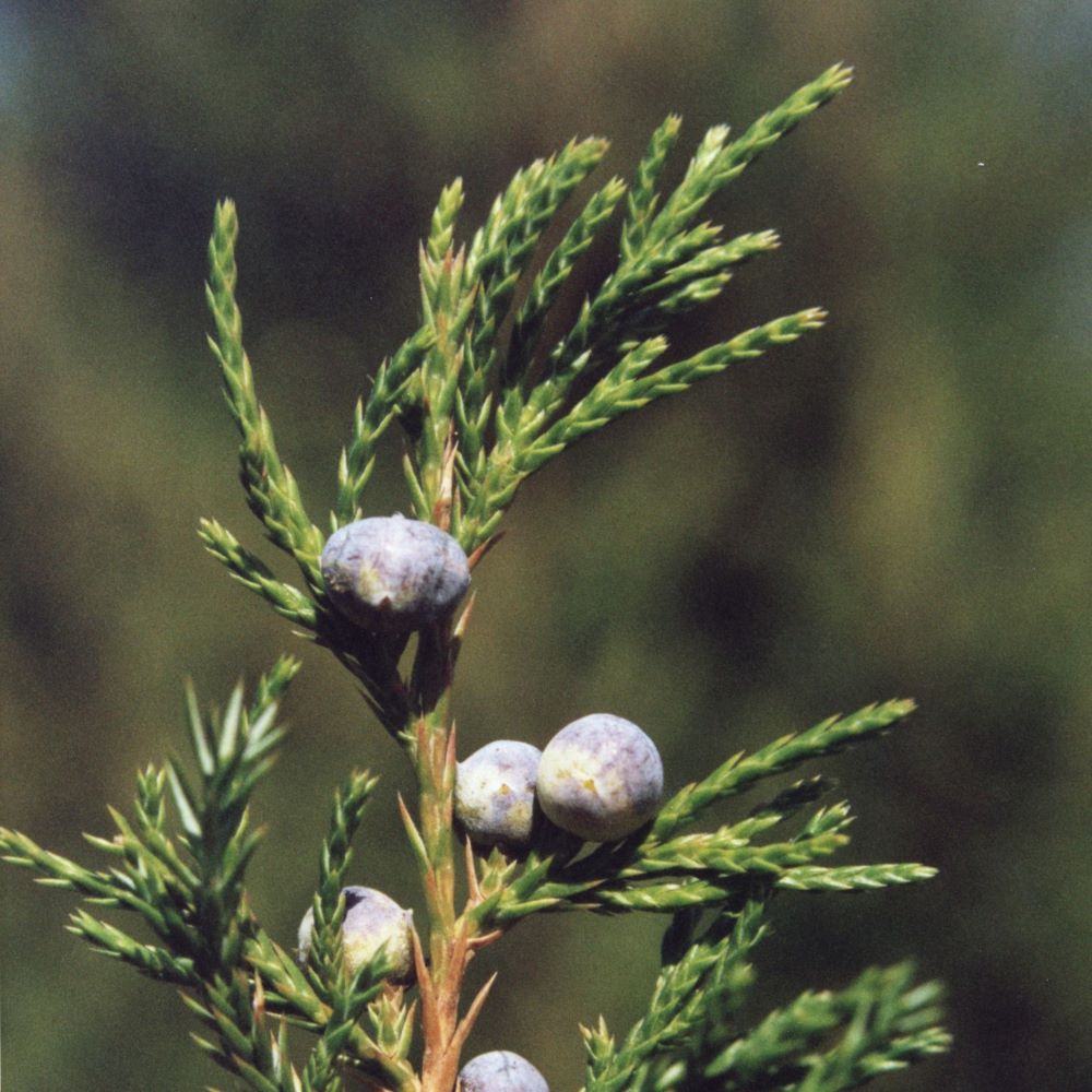 eastern red cedar needles and berry-like cones