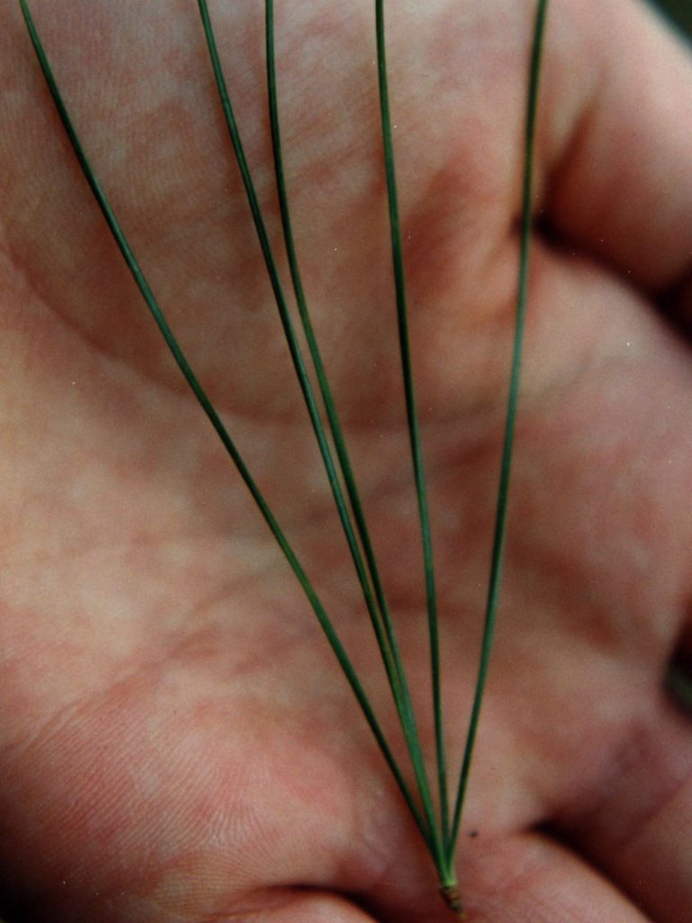 one bundle of five eastern white pine needles