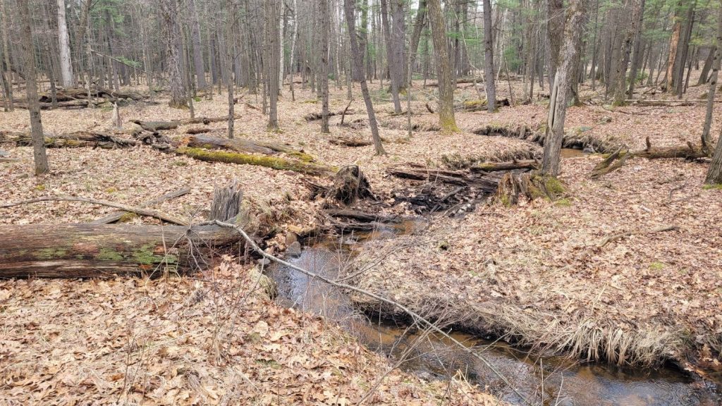 an ephemeral stream in early spring
