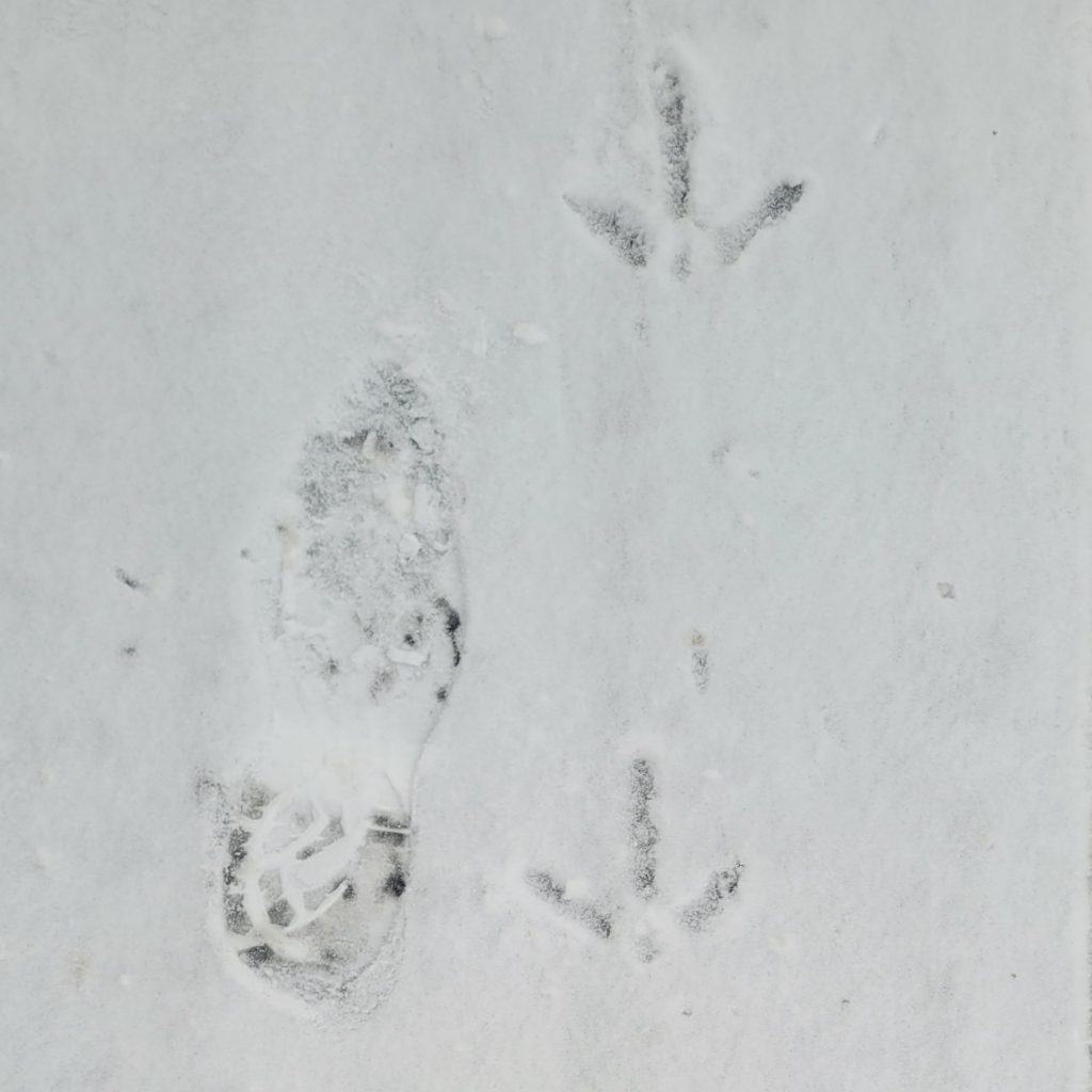 footprints of human and turkey in snow
