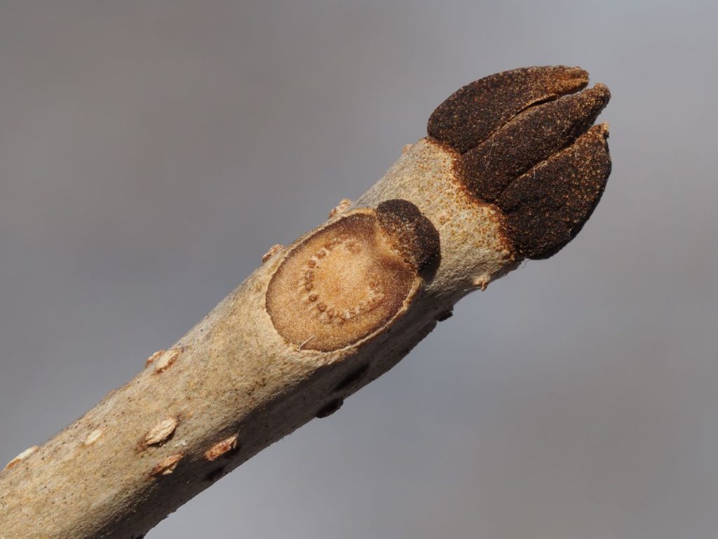 Green ash winter buds