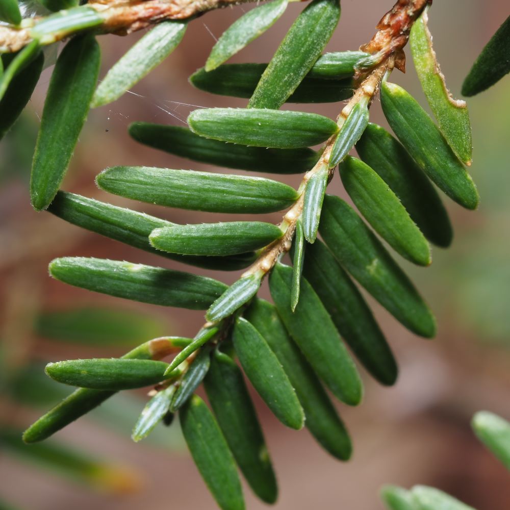 eastern hemlock needles