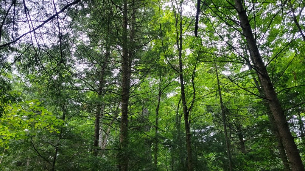 hemlocks and sugar maples