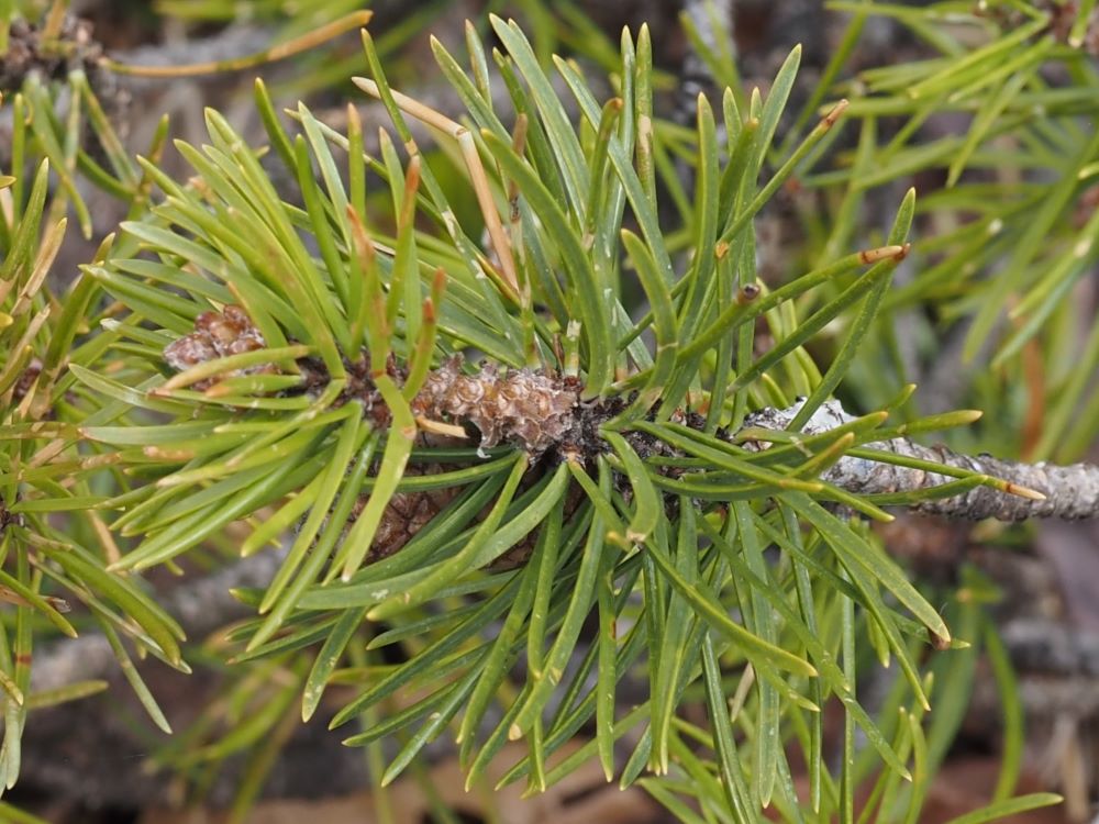 jack pine needles