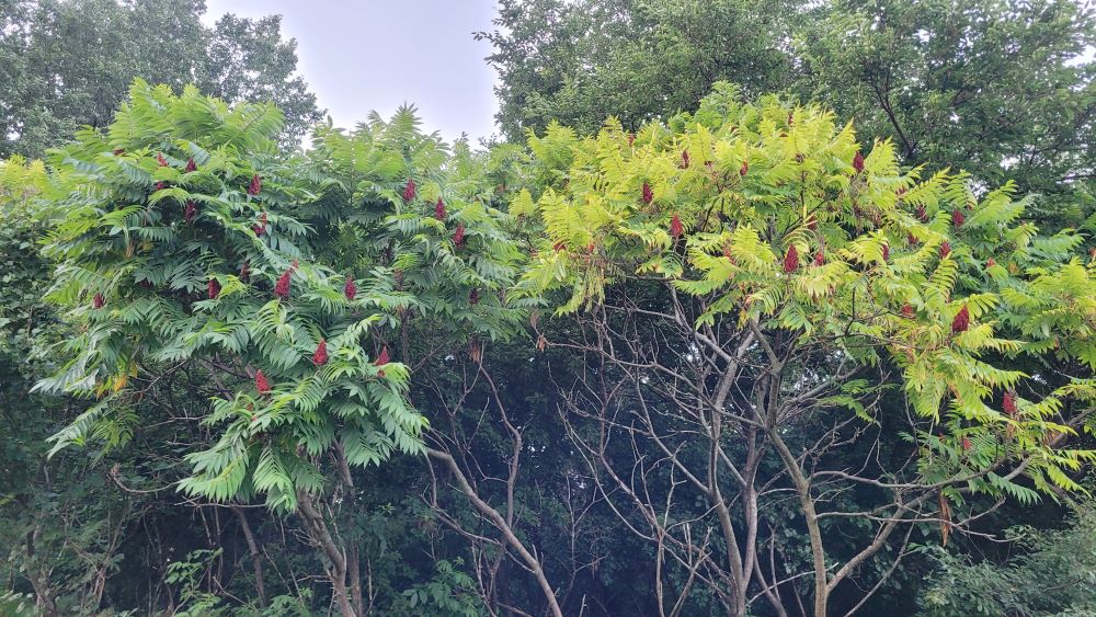 wide multi-stemmed staghorn sumacs
