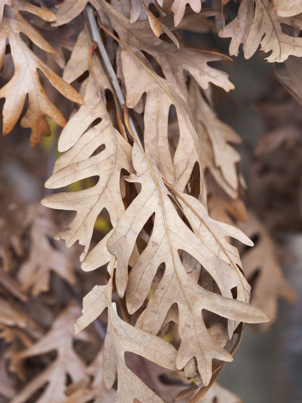 dead eastern white oak leaves still on the tree in winter