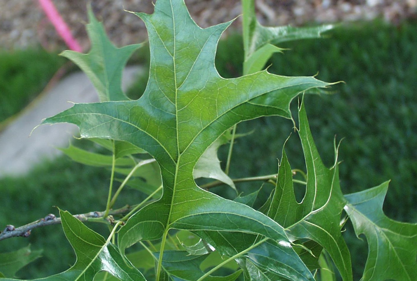 northern pin oak leaves