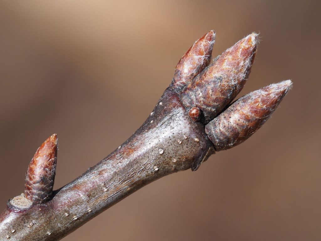 northern red oak winter buds