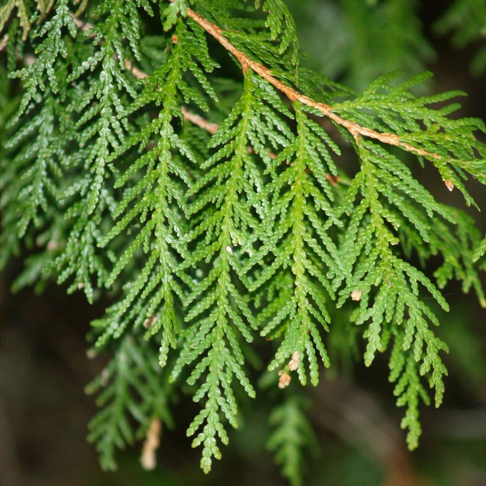northern white-cedar needles