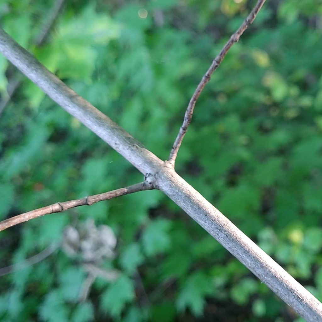 opposite branching