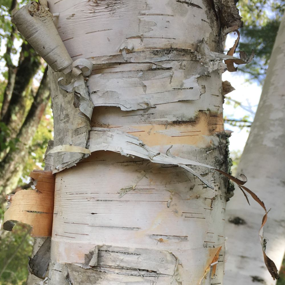 paper birch bark