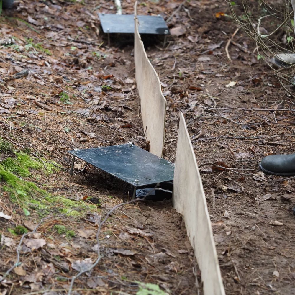 pitfall trap consisting of holes in the ground loosely covered, with vertical barriers between them