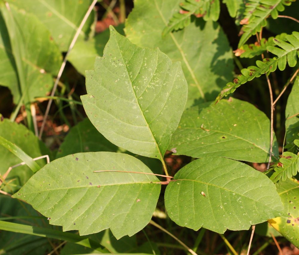 poison ivy leaves