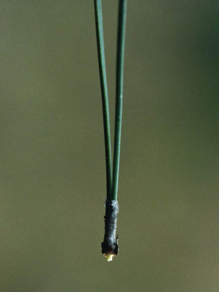 one bundle of two red pine needles