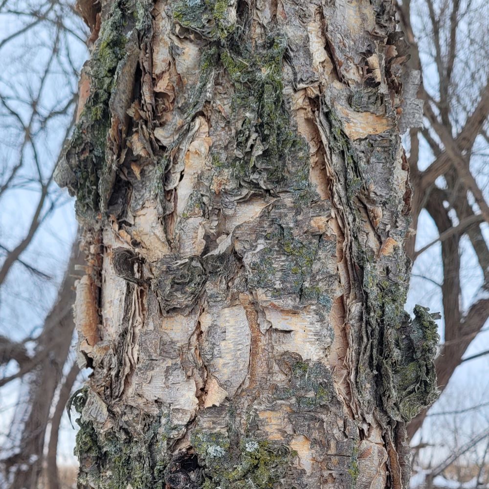 river birch bark