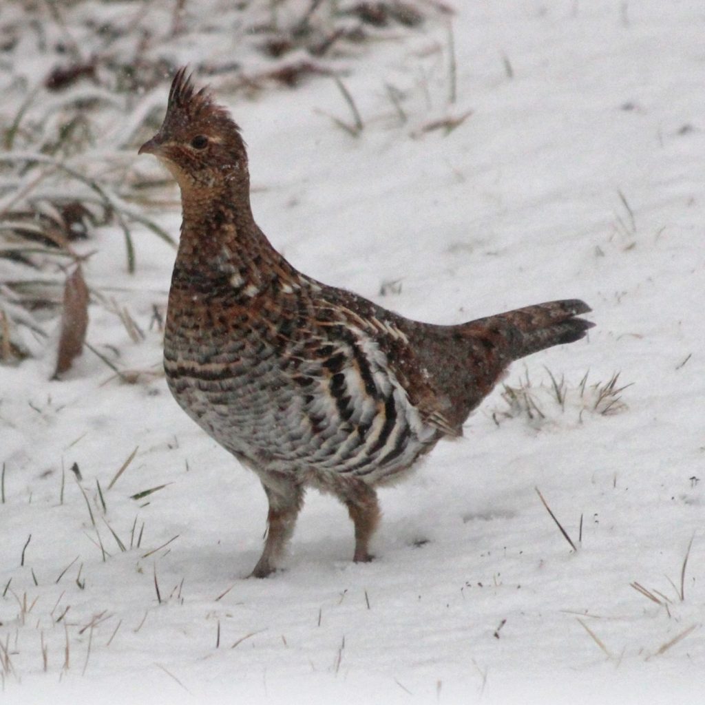 ruffed grouse in snow