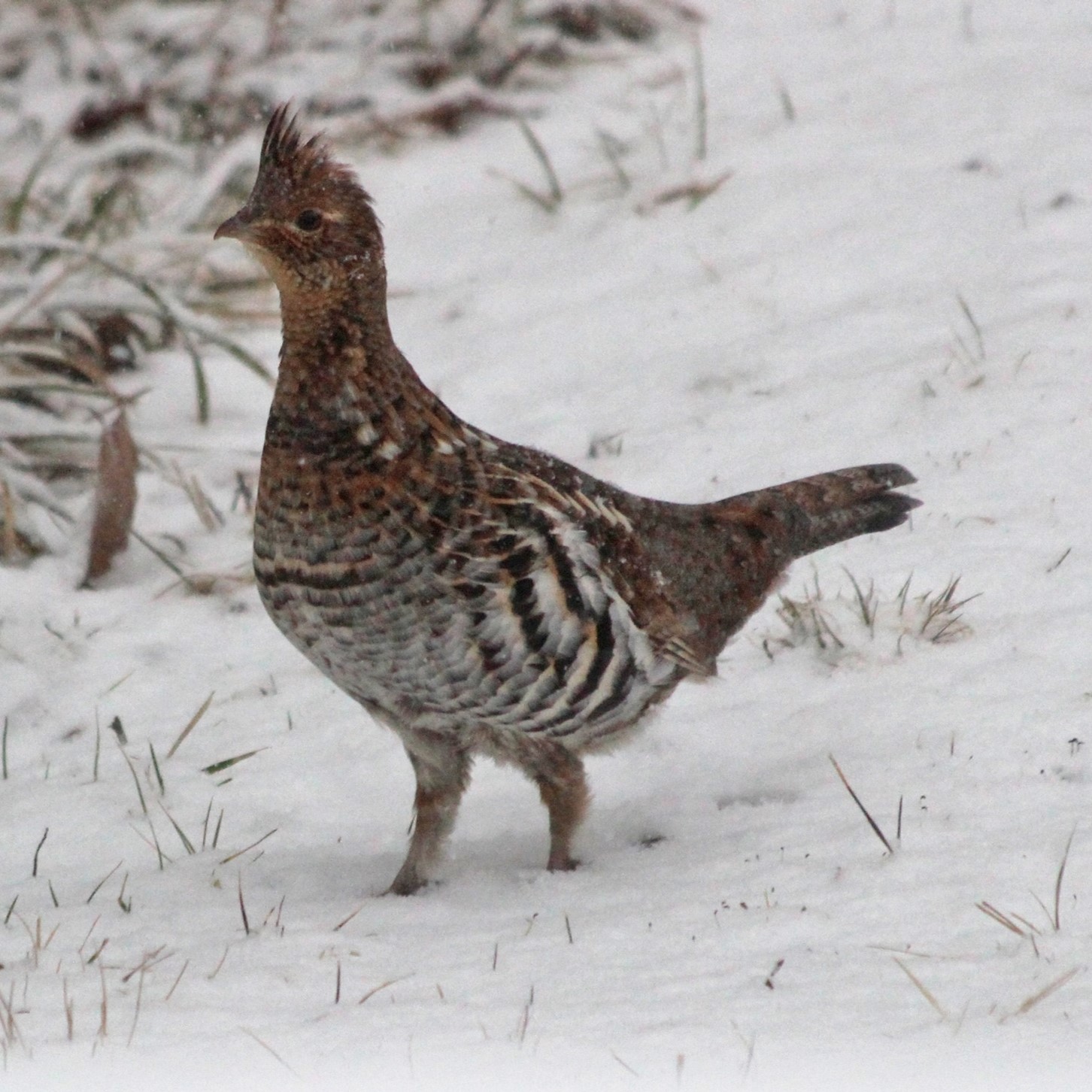 ruffed grouse in snow