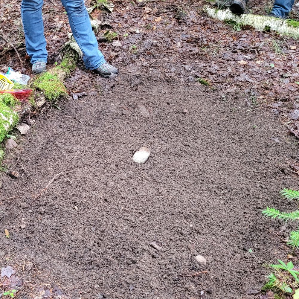 scent post survey consisting of sifted bare soil with a white rock in the middle