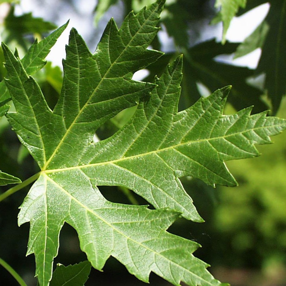 silver maple leaf