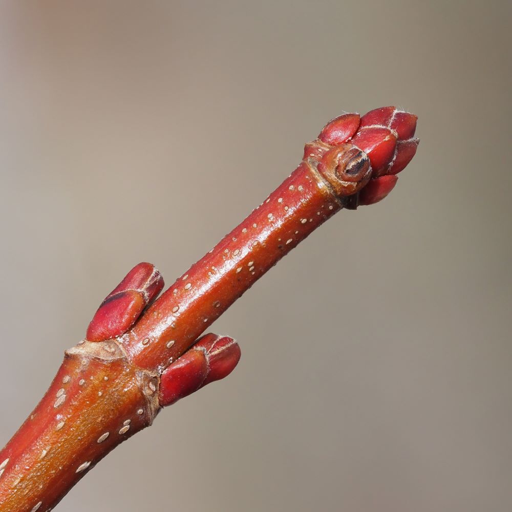 Silver maple winter buds.