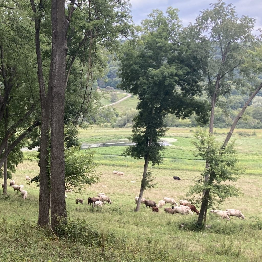 Cows grazing in a field with trees growing in it