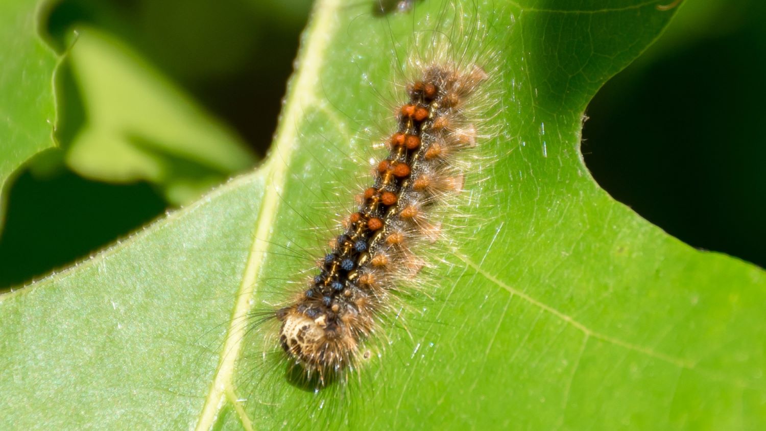 spongy moth on a leaf
