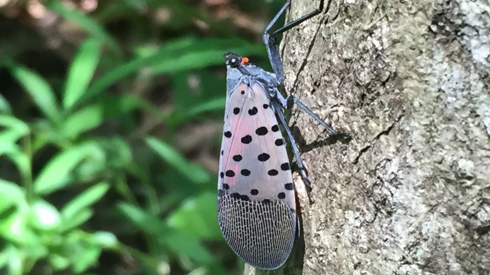 spotted lanternfly adult on a tree