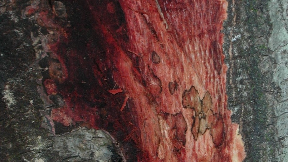 canker on tree due to sudden oak death