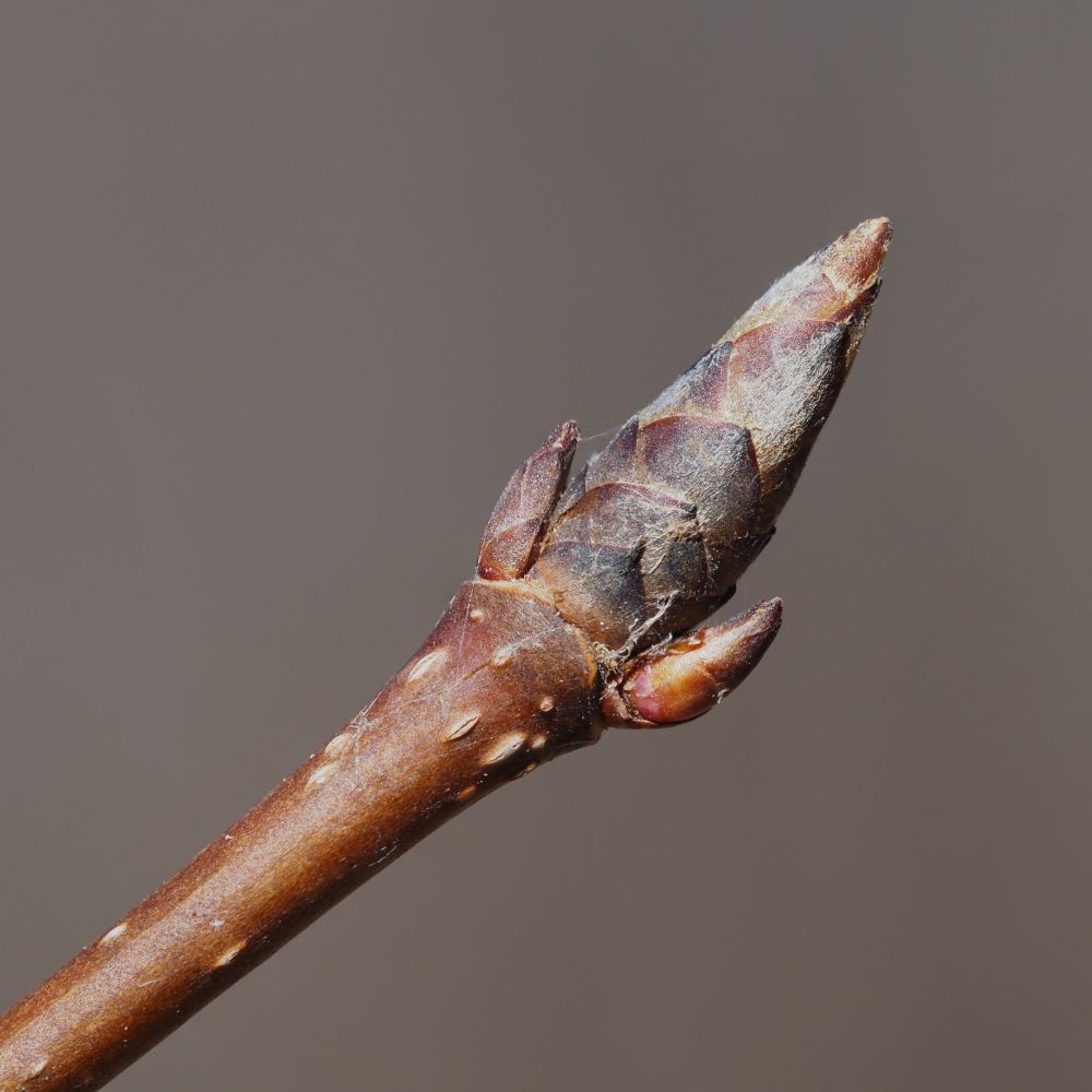 sugar maple winter buds