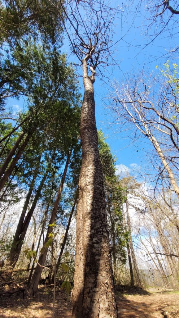 tall single-stem staghorn sumac