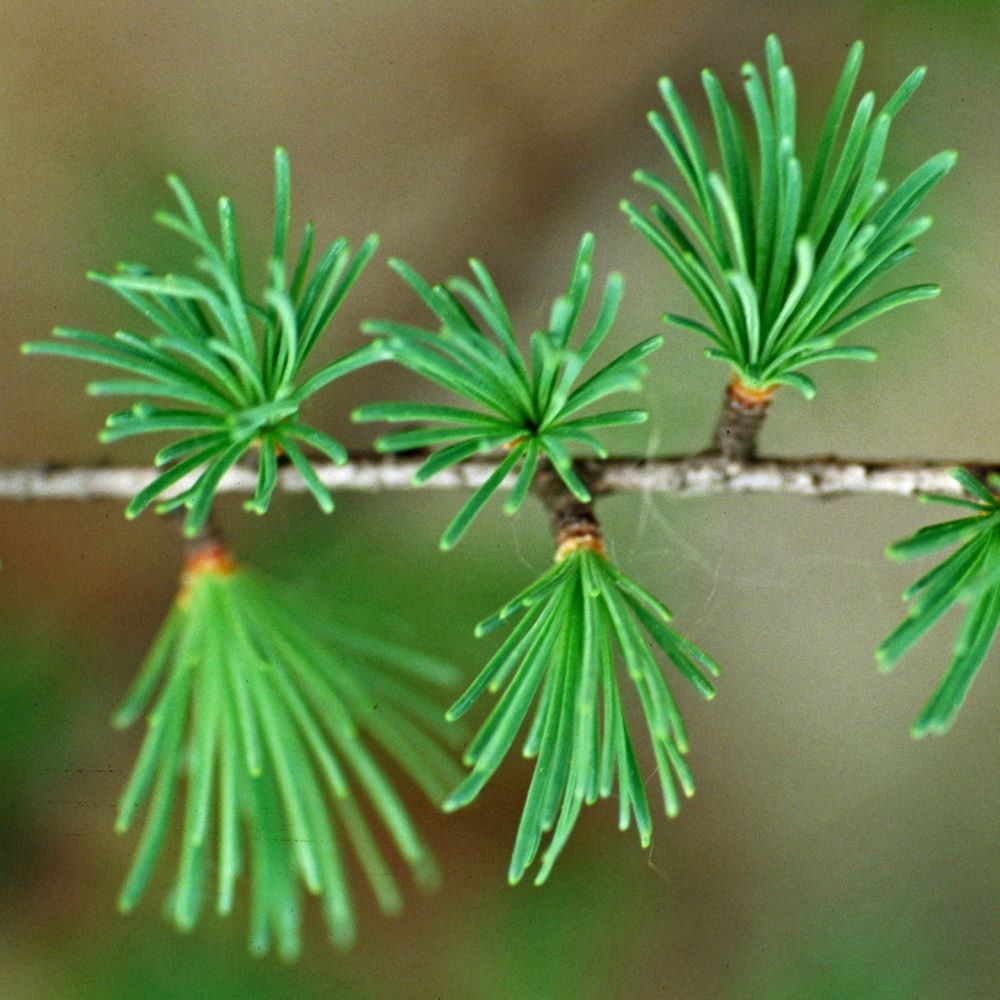 tamarack needles