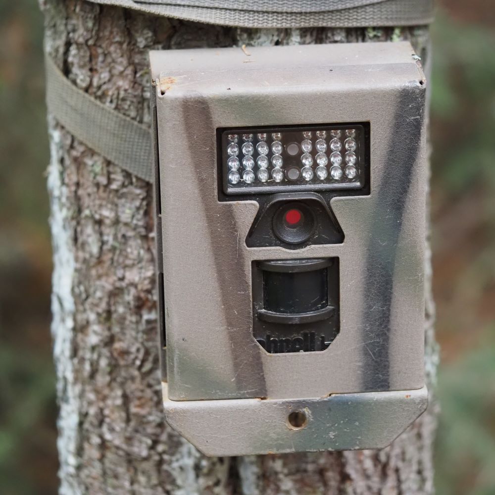 trail camera on a tree