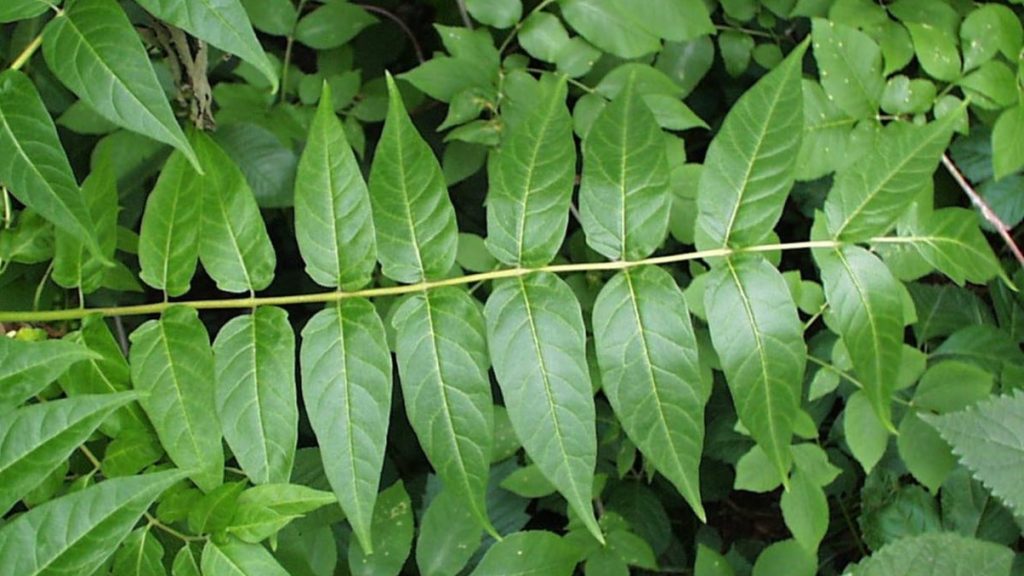 tree-of-heaven leaf
