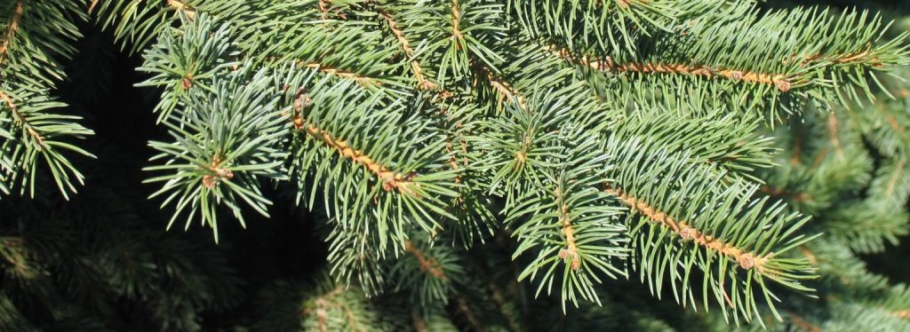 white spruce needles