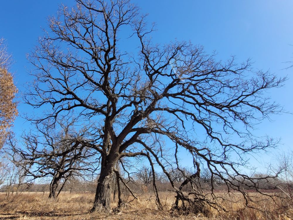 wide bur oak in winter
