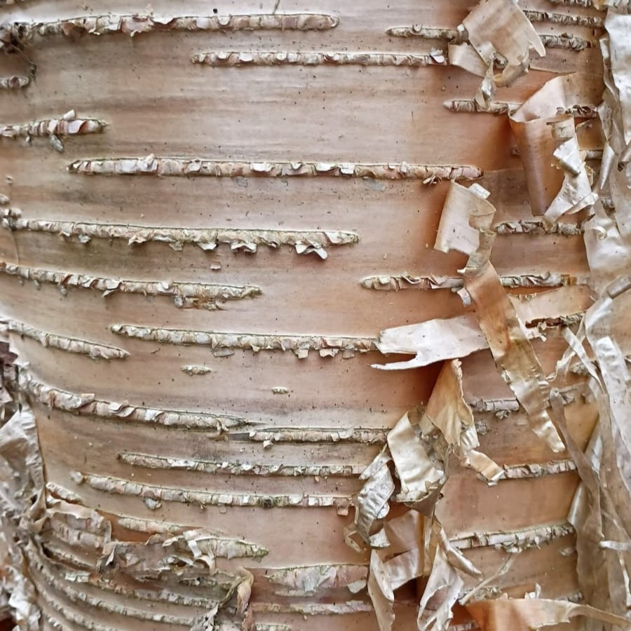 yellow birch bark