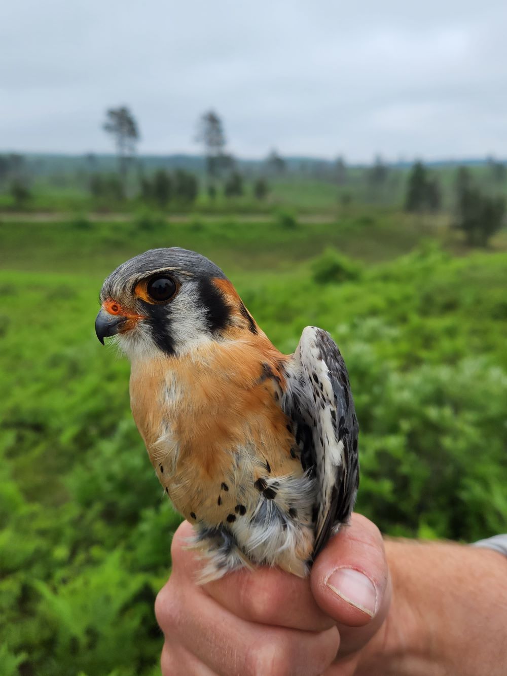 American Kestrel in a person's hand
