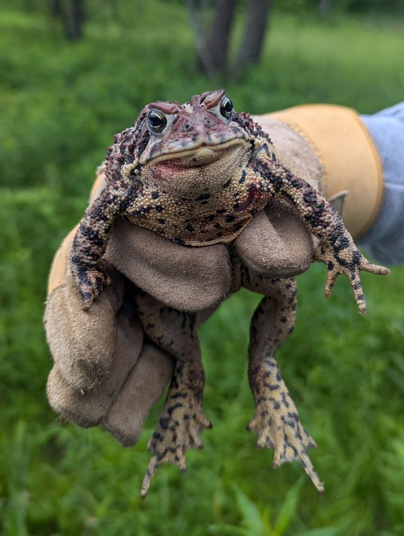 American toad in a person's hand
