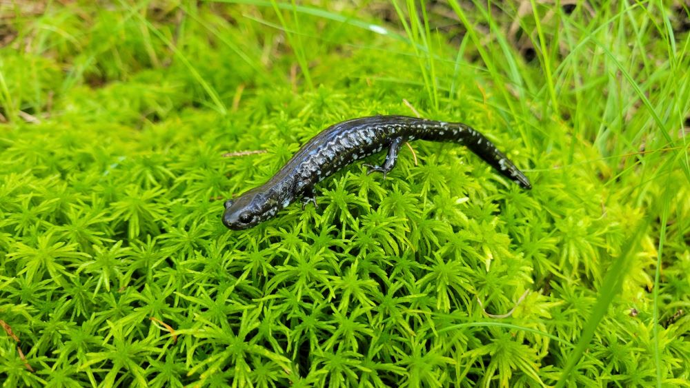 blue spotted salamander on ground
